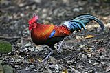 Red Junglefowl